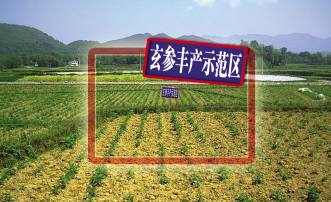 中药企业生产基地快速发展“反思录”