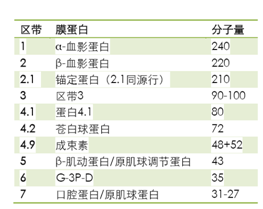 红细胞膜蛋白组分电泳分析在医学中的应用及仪器