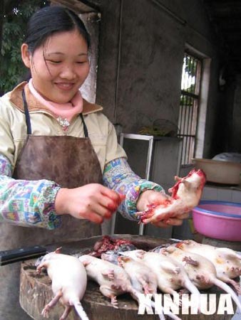 广西北海老鼠成菜肴 鼠肉价格节节上涨