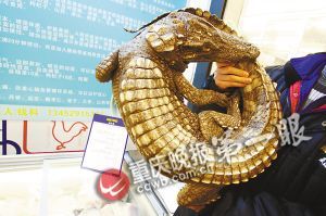 重庆部分超市出售鳄鱼肉每斤超百元