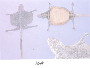 蛤蚧（Gene）Gecko