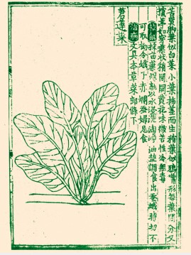 “莙荙菜”能否再续写广东健康生活