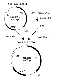 HIV-1型中国株E、B亚型gag基因的克隆与表达