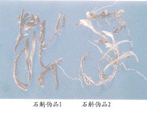 石斛伪品（1）--云南石仙桃（Yunnanshixiantao）