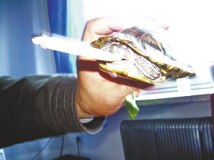 小乌龟4分钟内抽完一根烟