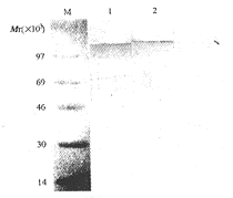 hAR-N单克隆抗体免疫学特性的研究及其应用