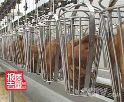 CCTV每周质量报告：明察暗访绿色德州扒鸡