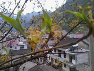 回顾2012浙江产地--山茱萸