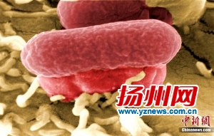 扬州黄瓜可以放心吃