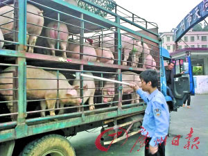 广州瘦肉精中毒人数增至70人 毒猪来自湖南