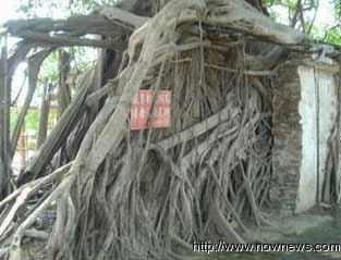 429年前所建旧庙被老榕树覆盖