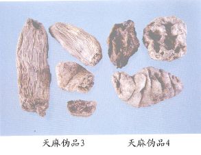 天麻伪品（3）--蕉藕（Jiaoou）