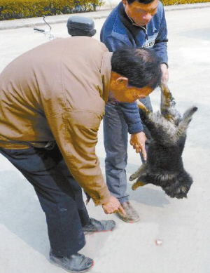 “蒙汗药”三秒钟放倒一条狗