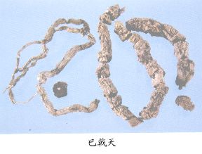 巴戟天（Bajitian）Radix Morindae Officinalis