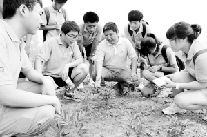 大学生暑期实践走进“药乡”