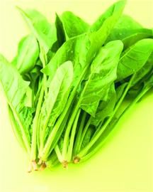 春季养肝多食菠菜