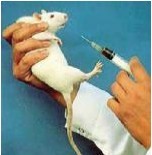 多数公众赞成包含人体材料的动物研究