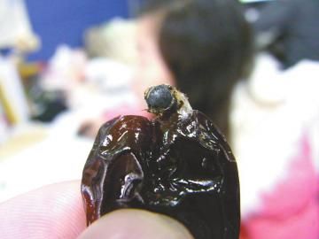 阿胶枣吃出半只像苍蝇昆虫 厂家称是蜜蜂