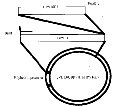 含HPV16E7的嵌合型VLPs引发细胞溶解反应