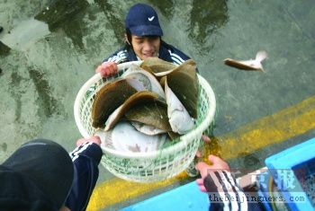 多宝鱼回京首日提价五到六成