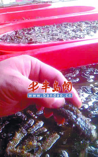 渔村超半数人制作掺假海参 加糖增重成公开秘密