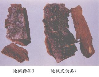 地枫皮伪品（3）--红花八角（Honghuabajiao）