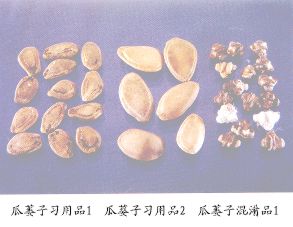 瓜蒌子习用品（2）--大子栝楼（Dazigualou）