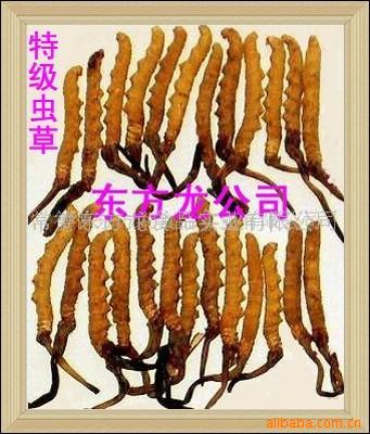 冬虫夏草的真伪及质量鉴定