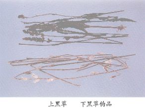 黑草伪品--大独脚金（Daidujiaojin）