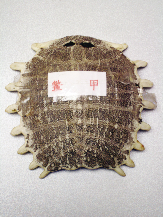 真鳖甲背部微隆