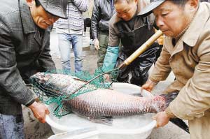 西湖捕获86.6斤大鱼 买主将其放生