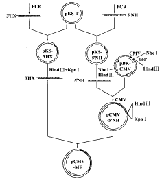 我国登革2型病毒43株PrM-E基因的DNA免疫原性研究
