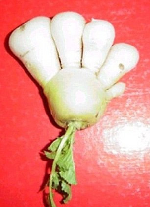 日核泄露疑致蔬菜变异