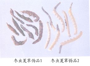 冬虫夏草伪品（1）--地蚕（Dican）