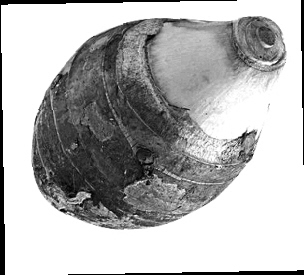 天气热每周吃一次烩四蔬图
