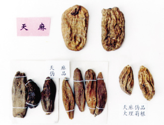 天麻有张“鹦哥嘴”