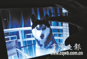宠物狗患尿路结石 主人疑狗粮含有三聚氰胺