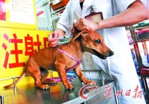 专家称狂犬病传播状况被夸大与疫苗利益相关