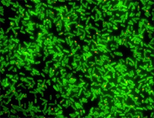 《科学》：充满差异的单细胞蛋白表达