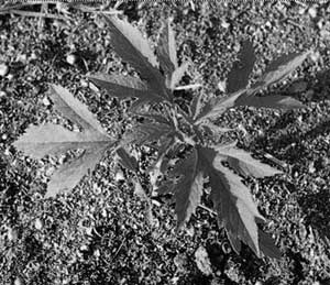北京怀柔水库现恶性杂草 专家提醒千万别碰