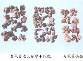 吴茱萸（Wuzhuyu）Fructus Evodiae