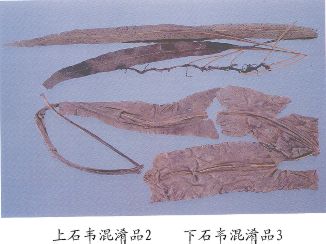 石韦混淆品（3）--星蕨（Xingjue）