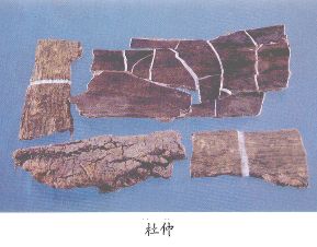 杜仲（Duzhong）Cortex Eucommiae