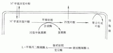 巨幼细胞性贫血