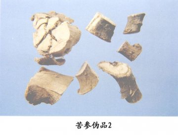苦参伪品（2）--刺果甘草（Ciguogancao）