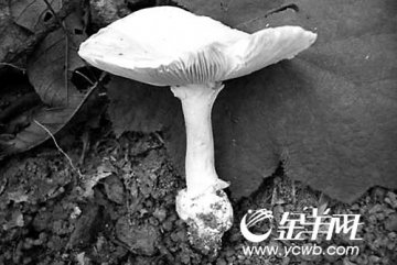 春游当心“白毒伞” 误食易中毒死亡率极高