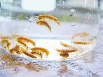 河南汝阳杜康河再现七彩鸳鸯虾