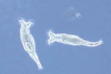 科学家发现奇异蛭形轮虫可无性繁殖并吞噬DNA