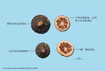 枳实（Zhishi）中药材鉴别照片