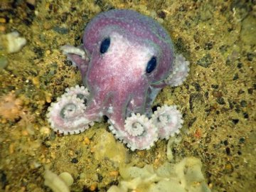 大西洋现多种深海新物种 白色海绵铺成壮观海床